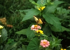 West (13)  Butterflies, Tiburon, CA